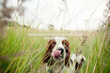 Irish red and white setter, licking lips, in high grass