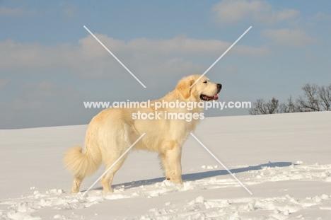 Polish Tatra Sheepdog (aka Owczarek Podhalanski) in winter