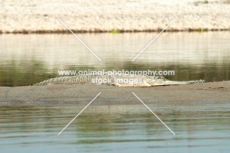 gharial crocodile in Nepa;