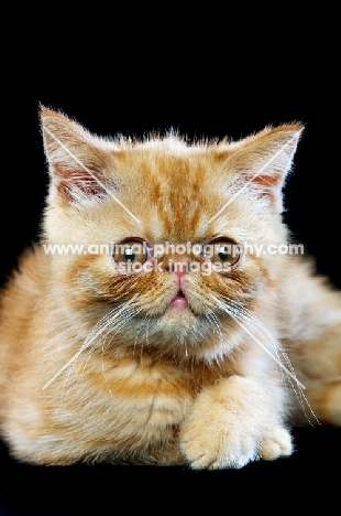 Exotic ginger kitten isolated on a black background