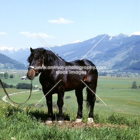 Frohn-Vulkan X11/1445, noric stallion in austria