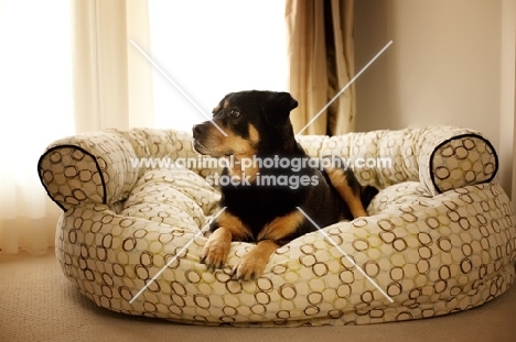 rottweiler lying down in dog bed