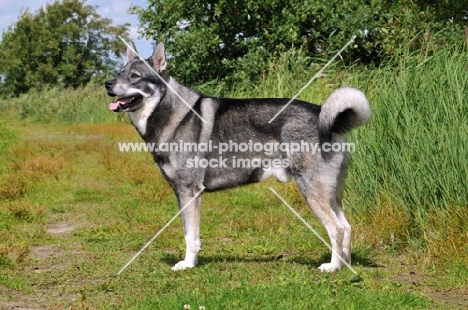 Swedish Elkhound (aka Jamthund)