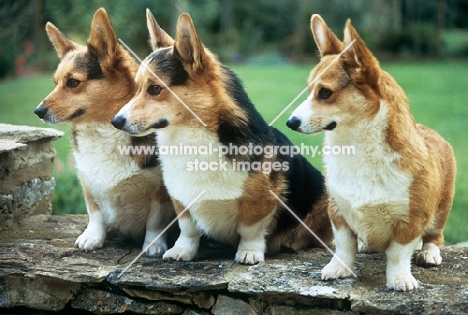 three pembroke corgis sitting on a wall