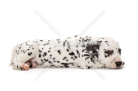 Damatian puppy lying down on white background