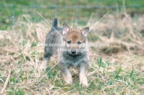 czech wolfdog puppy