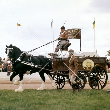 shire horse in ring at Peterborough show