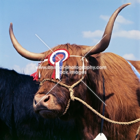 highland cattle at a show