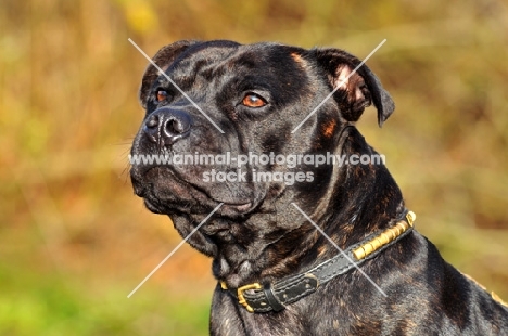 Staffordshire Bull Terrier