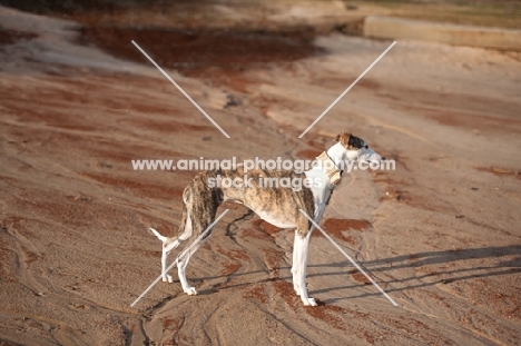 Whippet standing on sand