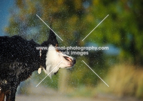Bernese Mountain Dog shaking out water