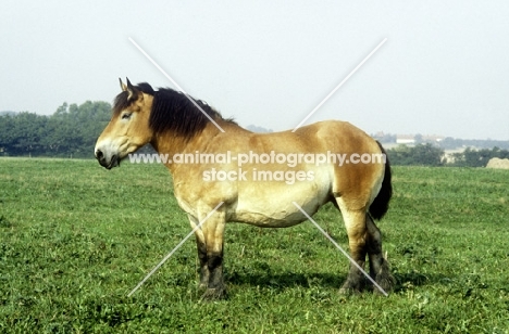 side view of belgian horse in germany