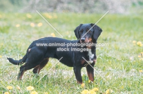 Wlderdackel, old type black forest hound, german breed in revival