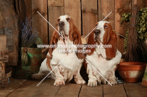 two Basset Hounds on wooden floor