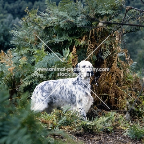 english setter from upperwood kennels in woods