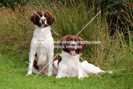 two Dutch Partridge dogs