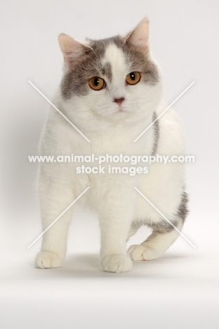 Blue Classic Tabby and White Manx