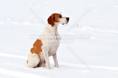 Pointer sitting in snow