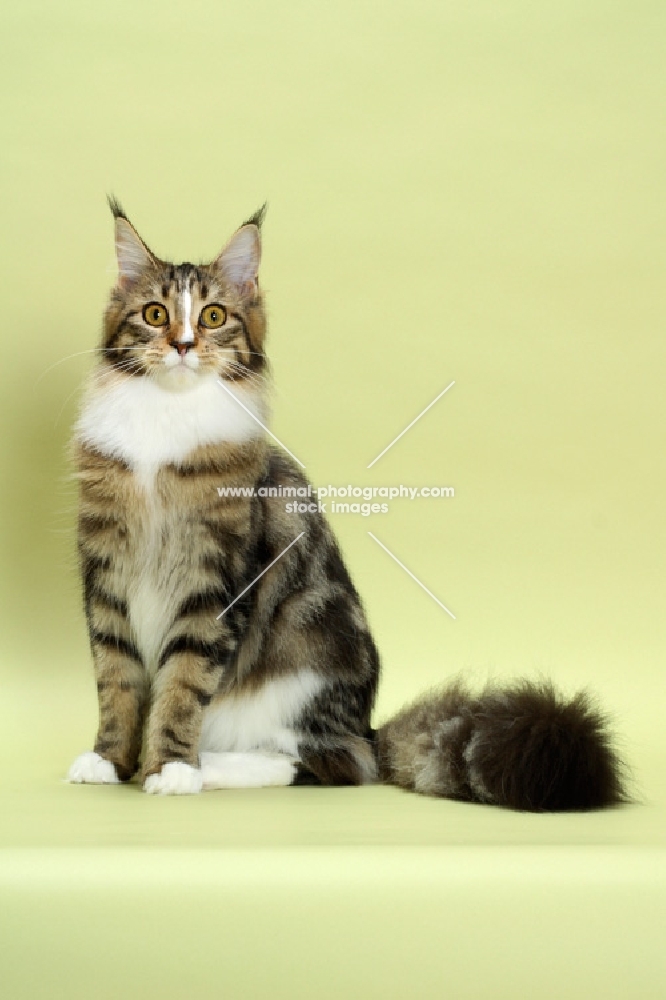 Brown Classic Tabby & White Maine Coon