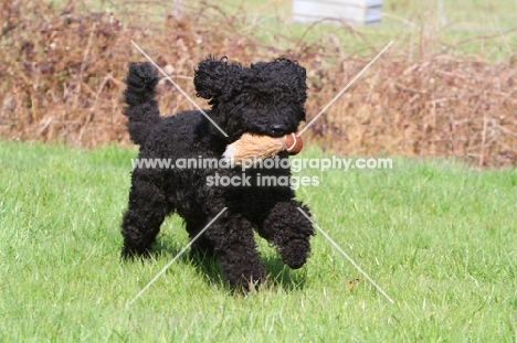 Barbet retrieving