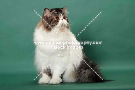 Brown Mackerel Tabby & White Persian