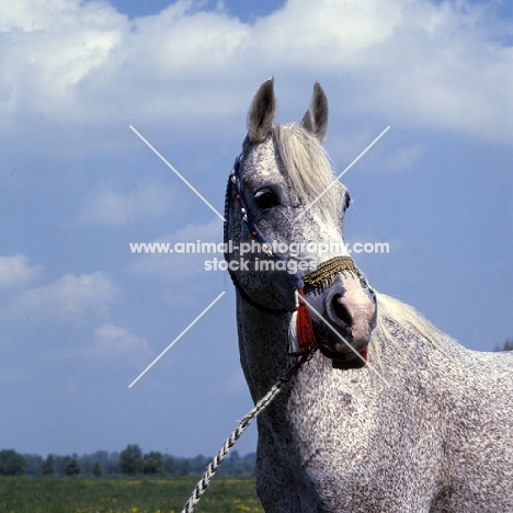 Bandola, Polish Arab mare head and shoulders 