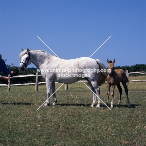 Connemara mare and foal in field