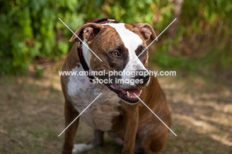 American Staffordshire Terrier panting