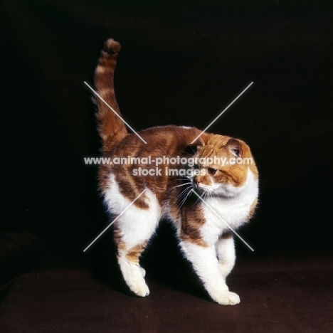 bi-coloured short hair cat, red tabby and white