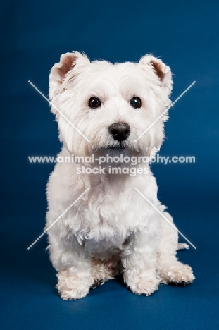 West Highland White Terrier in studio