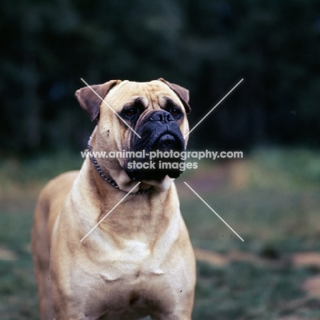 bullmastiff portrait