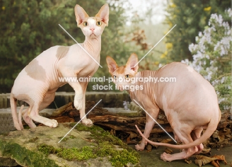 two Sphynx cats together