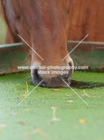 Suffolk Punch drinking