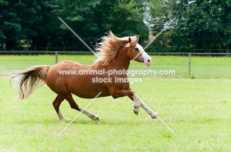 Haflinger horse cantering in green field