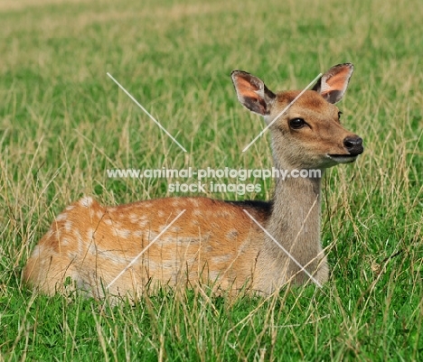 Sika Deer, Cervus nippon, also known as Spotted Deer or Japanese Deer
