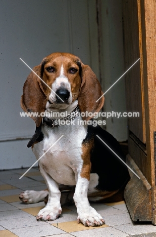 basset artesien norman resting in a doorway