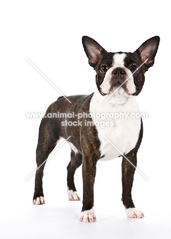 Boston Terrier looking confident on white background