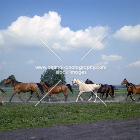 herd of Polish Arab mares and foals running at janow podlaski,