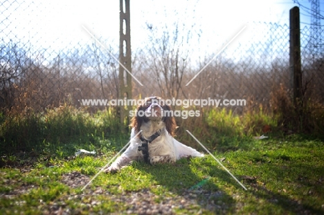 White and liver Brittany resting on the grass