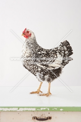 Silver Laced Wyandotte chicken on table