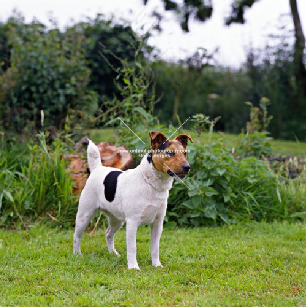 parson russell terrier standing in front of a greenery
