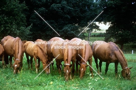 wurttembergers, mares and foals, grazing at marbach