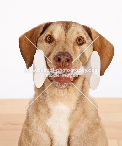 Chesapeake Bay Retriever with dummy toy