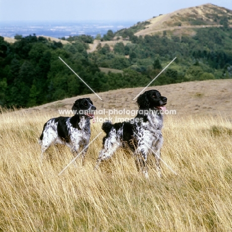 l, rheewall merrydane magpie (maggie) r, mitze of houndbrae, two large munsterlanders  on malvern hills
