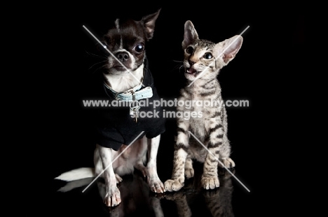 Peterbald kitten together with a Chihuahua