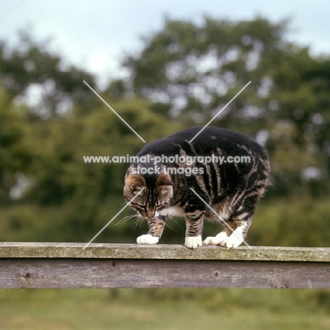 manx cat on a gate