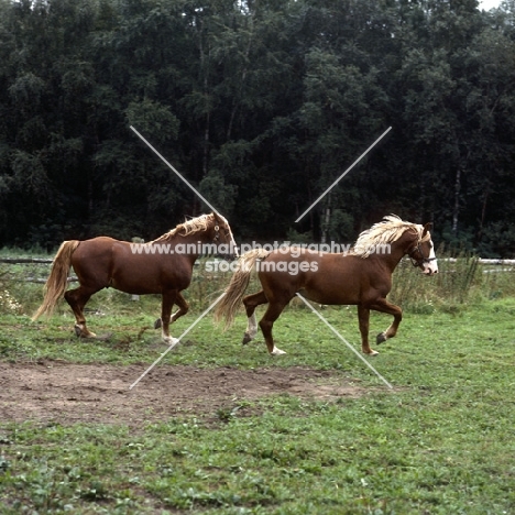 Hjelm, Tito Naesdal, two Frederiksborg stallions trotting across field