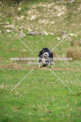 Kunekune pig in distance