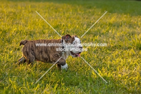 Bulldog puppy walking on grass