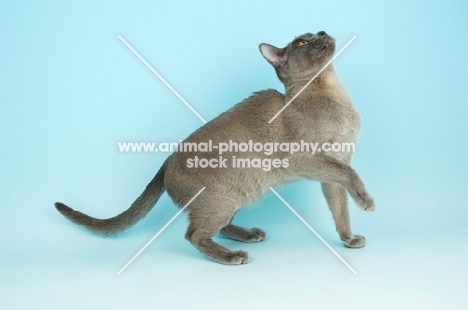 young blue Burmese cat, looking up